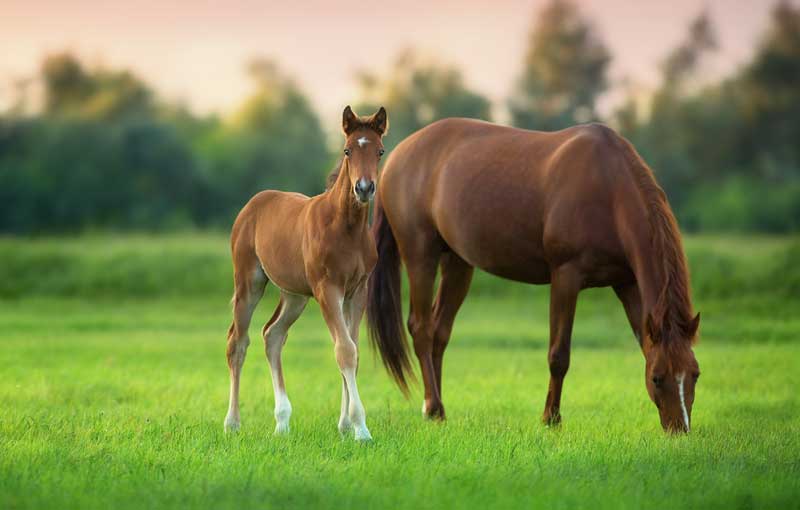 Tier, Colt Horse, Pferd, Säugetier, Fohlen