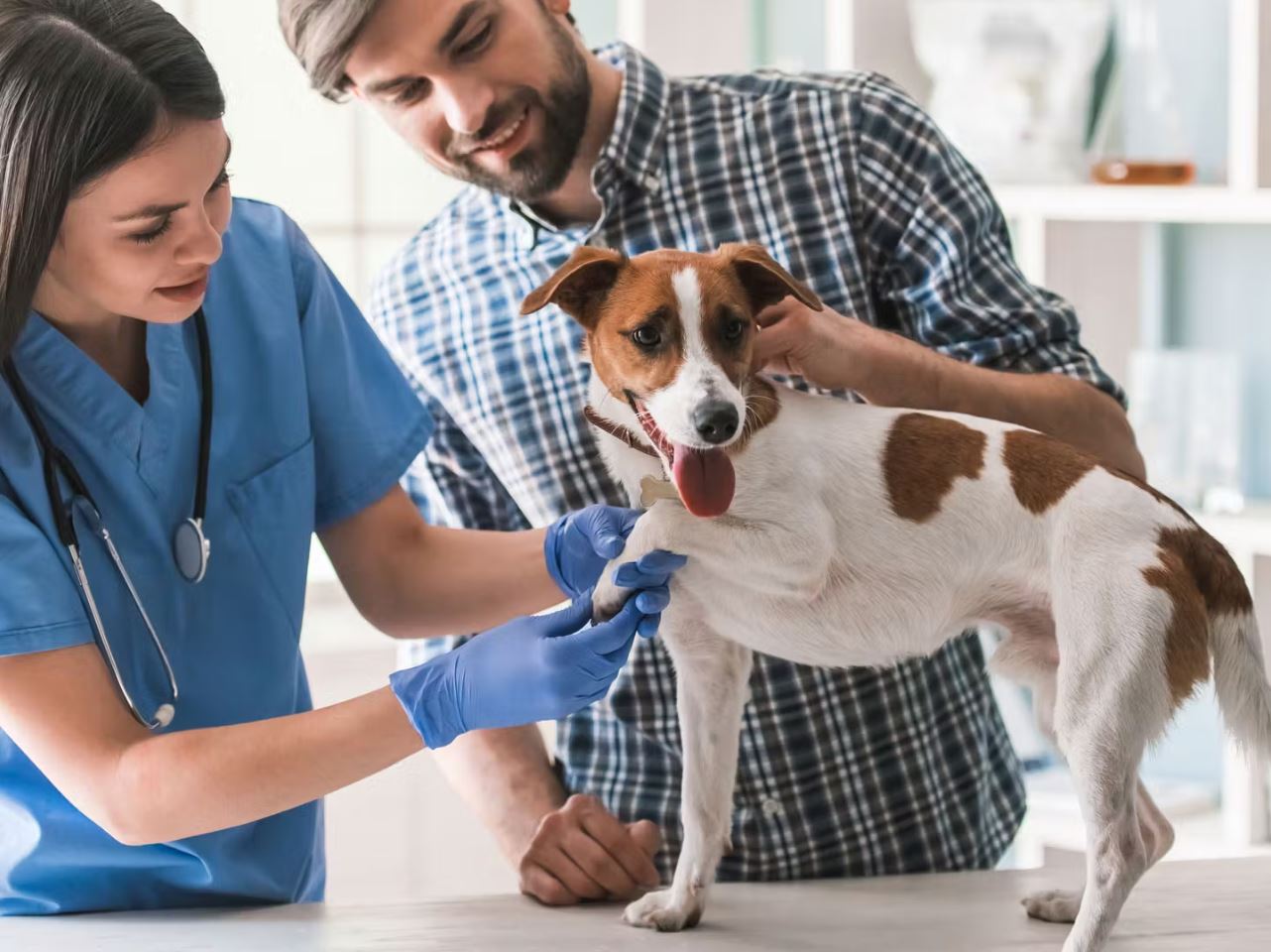 Bekleidung, Handschuh, Doktor, Person, Hund